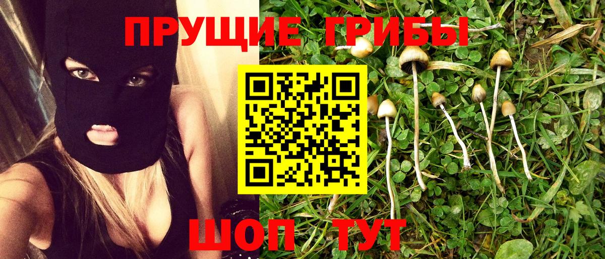 Псилоцибиновые грибы Psilocybine cubensis Горячий Ключ